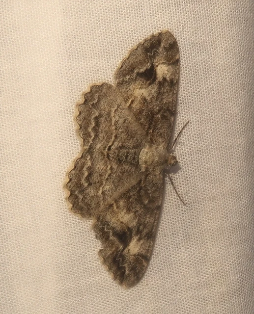 Alcis repandata - foltos faaraszoló