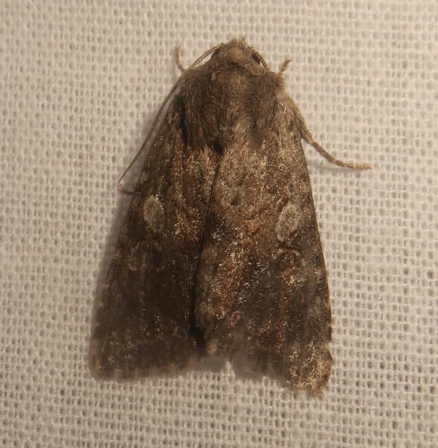 Apterogenum ypsillon - ipszilon-erdeibagoly