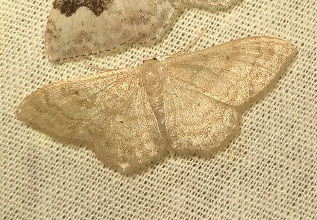 Idaea deversaria - egyszínű sávosaraszoló