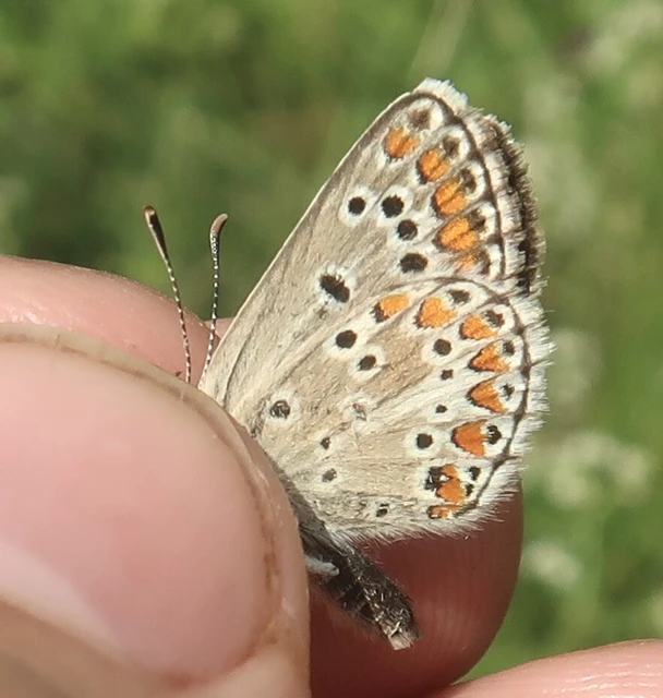 Aricia artaxerxes issekutzi - bükki szerecsenboglárka