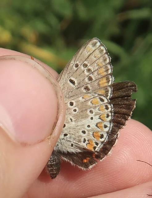 Aricia artaxerxes issekutzi - bükki szerecsenboglárka