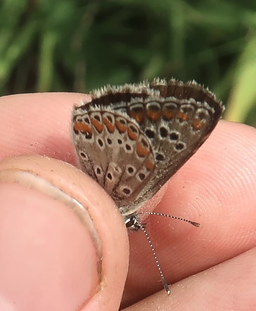 Aricia artaxerxes issekutzi - bükki szerecsenboglárka