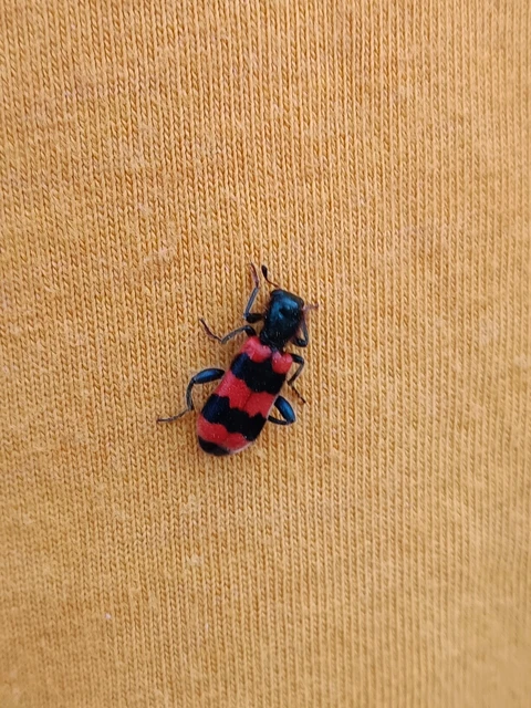 Trichodes apiarius - szalagos méhészbogár