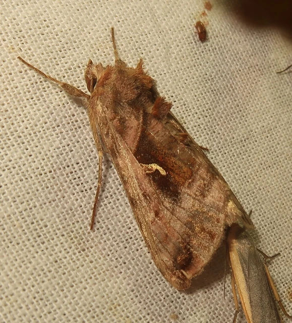 Autographa jota - i-betűs aranybagoly