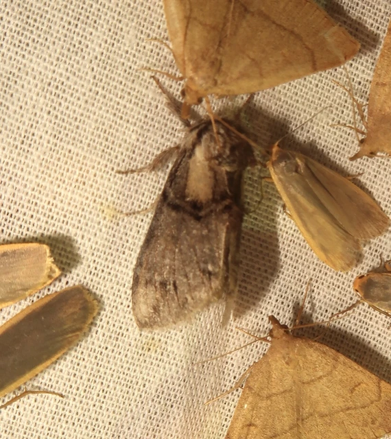 Drymonia velitaris - hegyi púposszövő