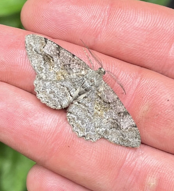 Alcis repandata - foltos faaraszoló