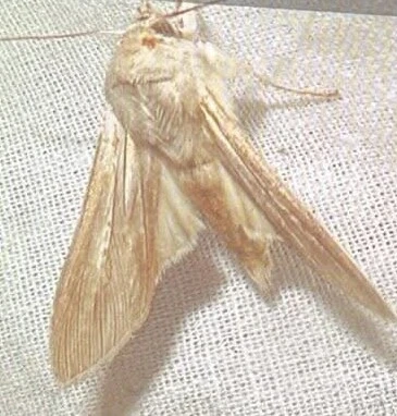 Cucullia umbratica - közönséges csuklyásbagoly