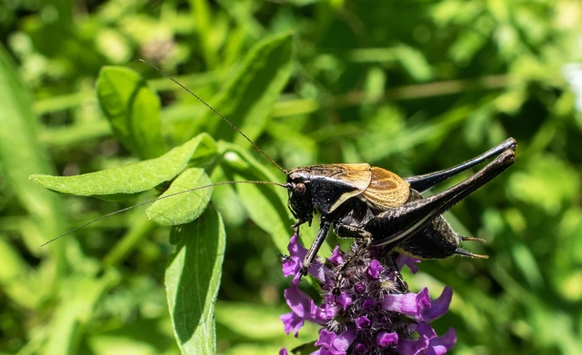 Pholidoptera aptera - nagy avarszöcske