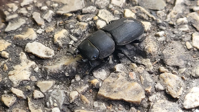 Dorcus parallelipipedus - kis szarvasbogár