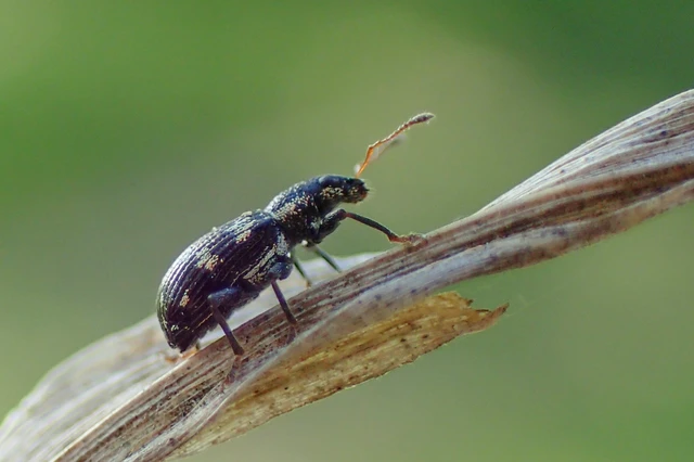 Polydrusus picus - pikkelyfoltos lombormányos