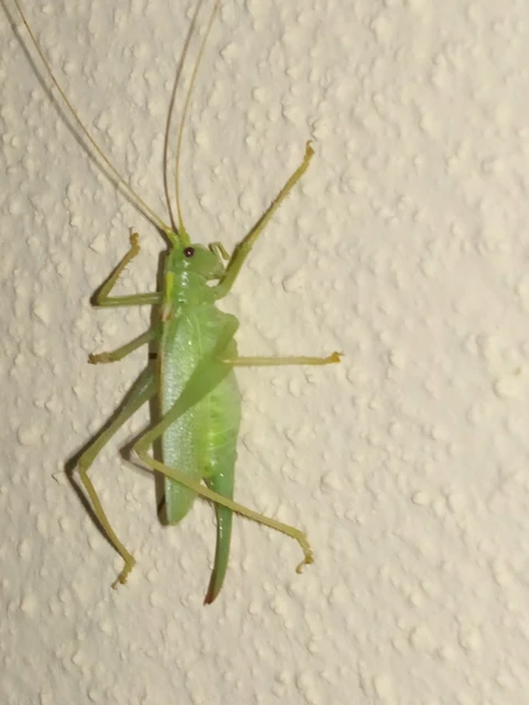 Meconema thalassinum - közönséges dobolószöcske