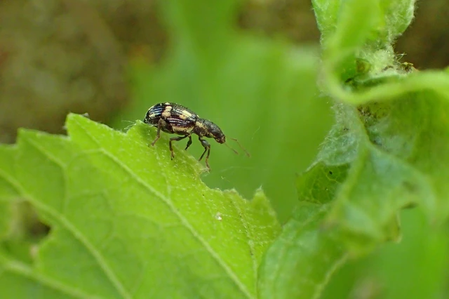 Polydrusus picus - pikkelyfoltos lombormányos