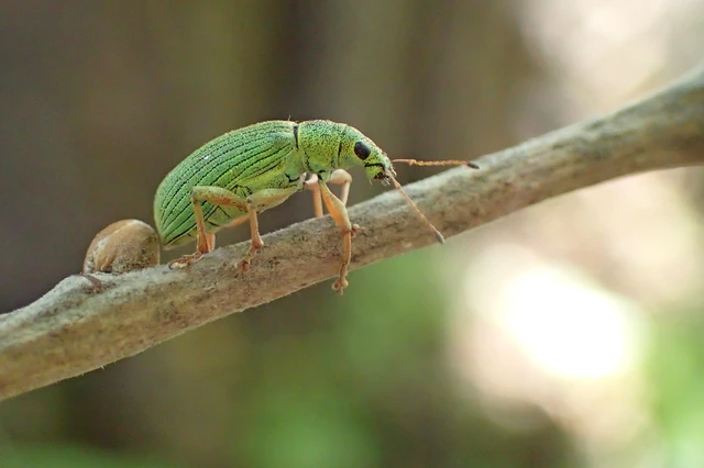 Polydrusus formosus - selymes lombormányos