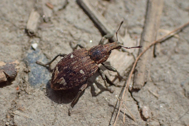 Graptus triguttatus - kárpáti nadálytőormányos