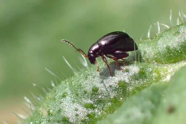 Longitarsus