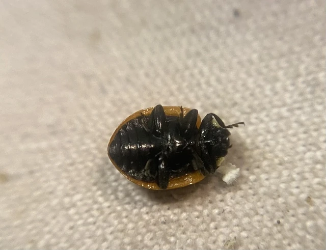 Coccinella undecimpunctata tripunctata - sziki tizenegypettyes katica