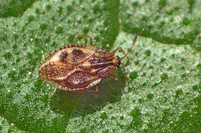 Dictyla humuli - tüdőfű-csipkéspoloska