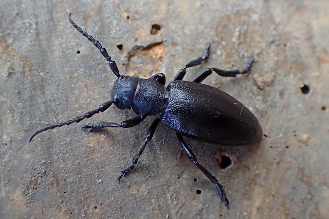 Dorcadion aethiops - fekete gyalogcincér Dorcadion aethiops - fekete gyalogcincér