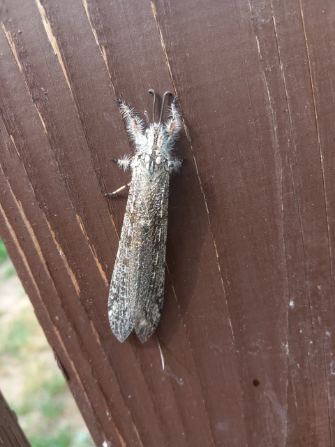 Acanthaclisis occitanica - pusztai hangyaleső Acanthaclisis occitanica - pusztai hangyaleső