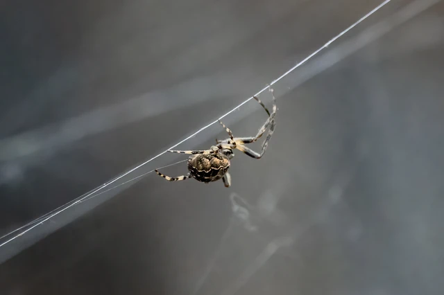 Araneae - Pókok