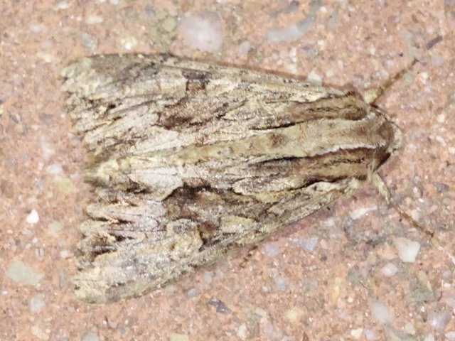 Apamea monoglypha - nagy dudvabagoly