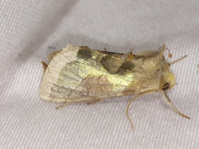 Diachrysia chrysitis/stenochrysis