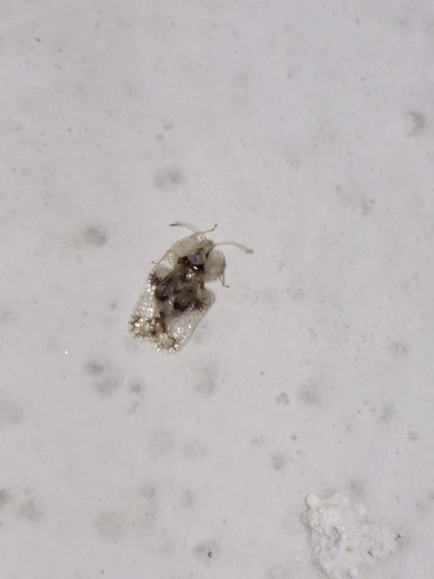 Corythucha arcuata - tölgy-csipkéspoloska