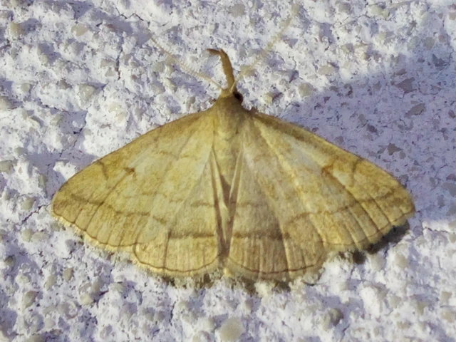 Polypogon gryphalis - láperdei karcsúbagoly