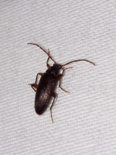 Allecula Allecula