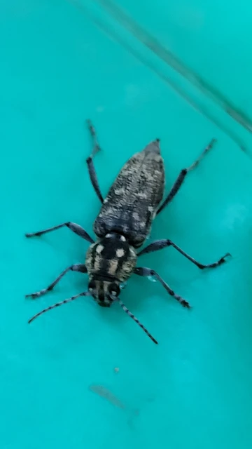 Xylotrechus rusticus - egérszínű darázscincér Xylotrechus rusticus - egérszínű darázscincér