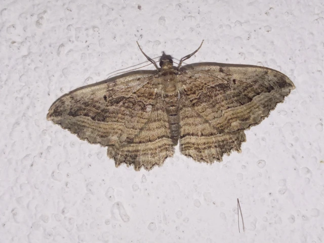Philereme transversata - varjútövis-araszoló