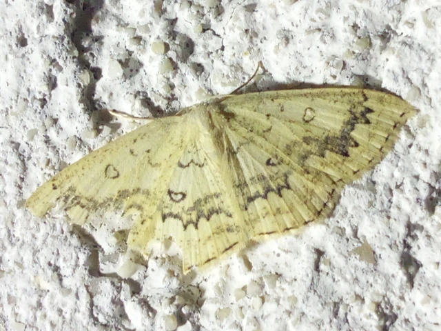 Cyclophora annularia - gyűrűs pettyesaraszoló