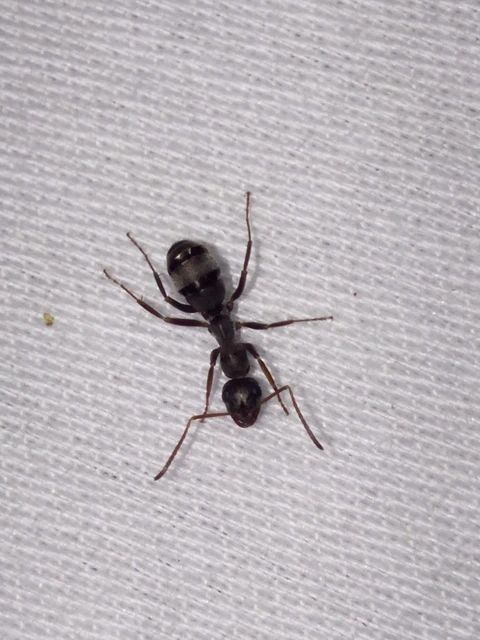 Formica fusca - kormos rabszolgahangya