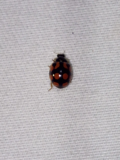Adalia decempunctata - tízpettyes katica