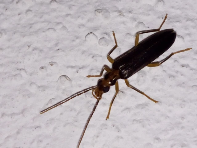 Nacerdes carniolica - karnóliai álcincér
