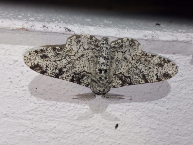 Biston betularia - szürkepettyes araszoló