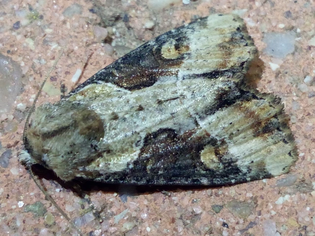 Lateroligia ophiogramma - harmatkása-dudvabagoly