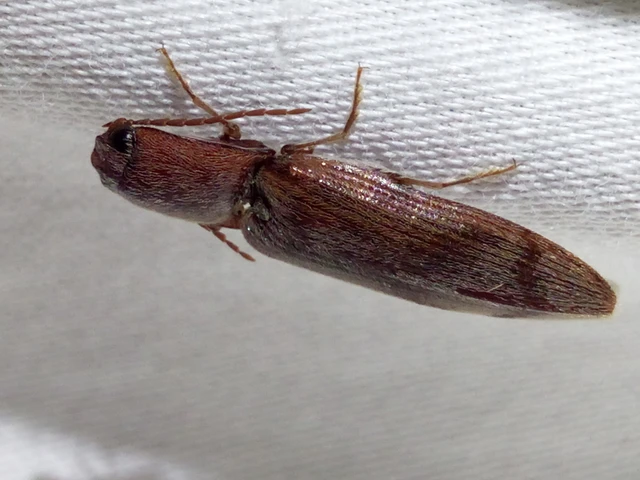Stenagostus rhombeus - rombusznyakú pattanó
