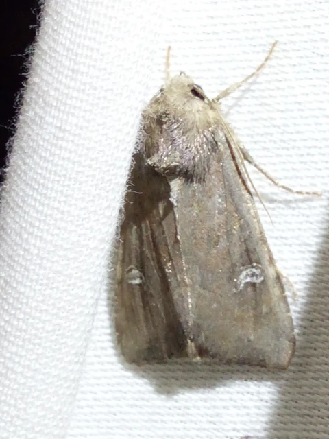 Helotropha leucostigma - mocsári nőszirombagoly