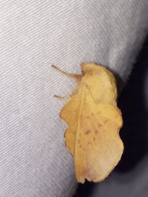 Phyllodesma tremulifolia - nyárlevélpohók