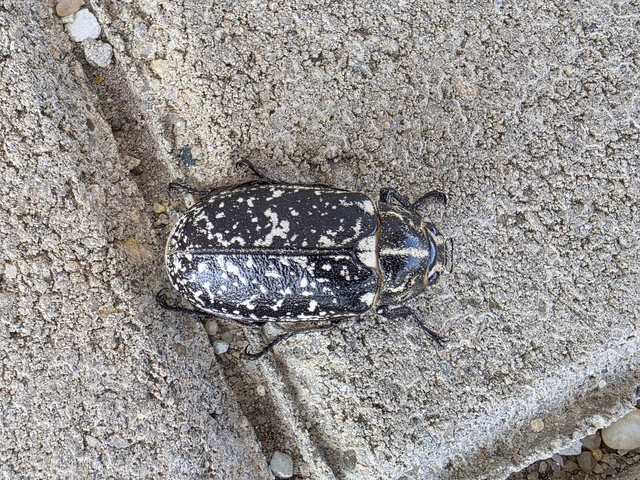 Polyphylla fullo - csapó cserebogár