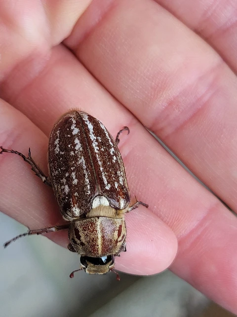 Anoxia orientalis - keleti cserebogár