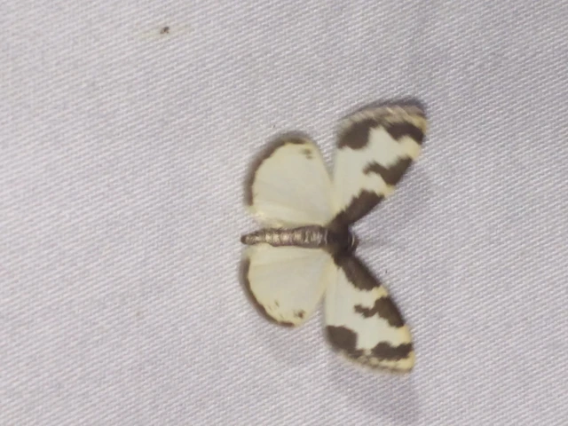 Lomaspilis marginata - szegélyes nyárfaaraszoló