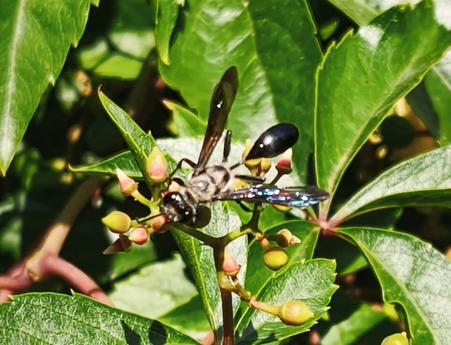Isodontia mexicana - mexikói fűdarázs