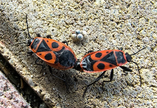 Pyrrhocoris apterus - verőköltő poloska