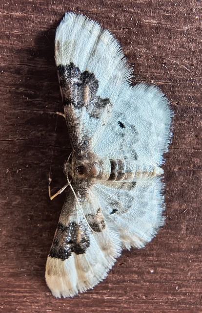Idaea rusticata - tarka apróaraszoló