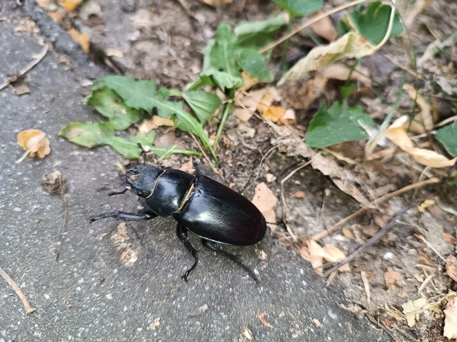 Lucanus cervus - nagy szarvasbogár