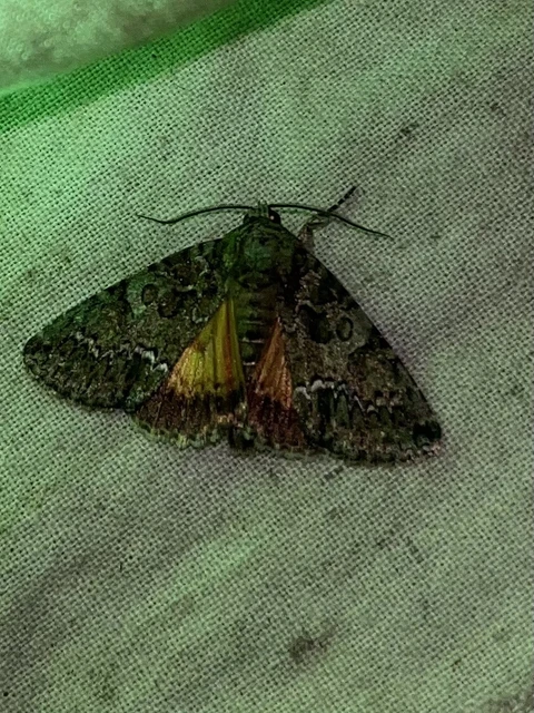 Polyphaenis sericata - selyemfényű erdeibagoly