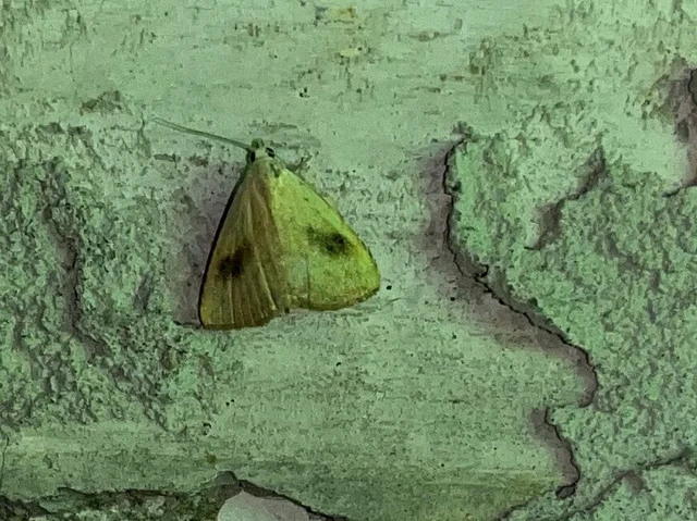 Rivula sericealis - selymes lórombagoly