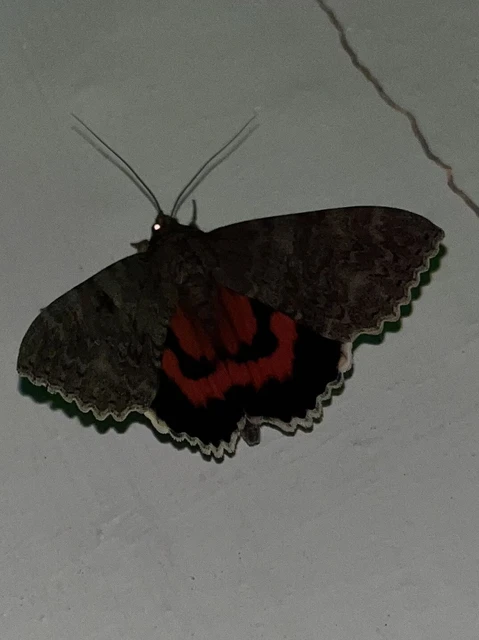 Catocala nupta - piros övesbagoly